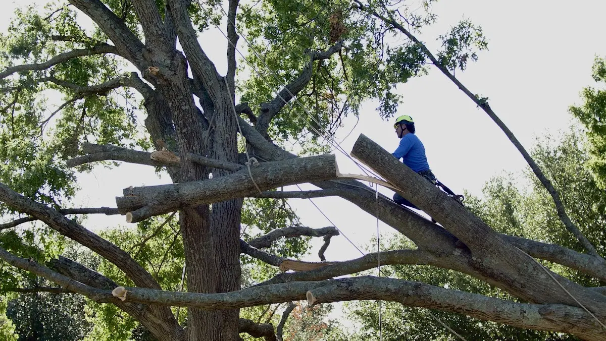 Professional Hazardous Tree Removal performed by certified arborists in Melville